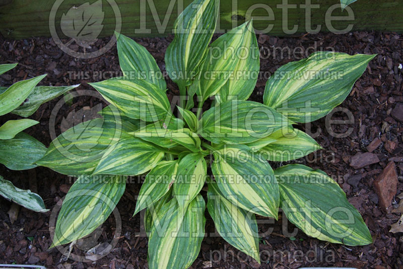 Hosta Kaleidochrome (Hosta funkia august lily) 1