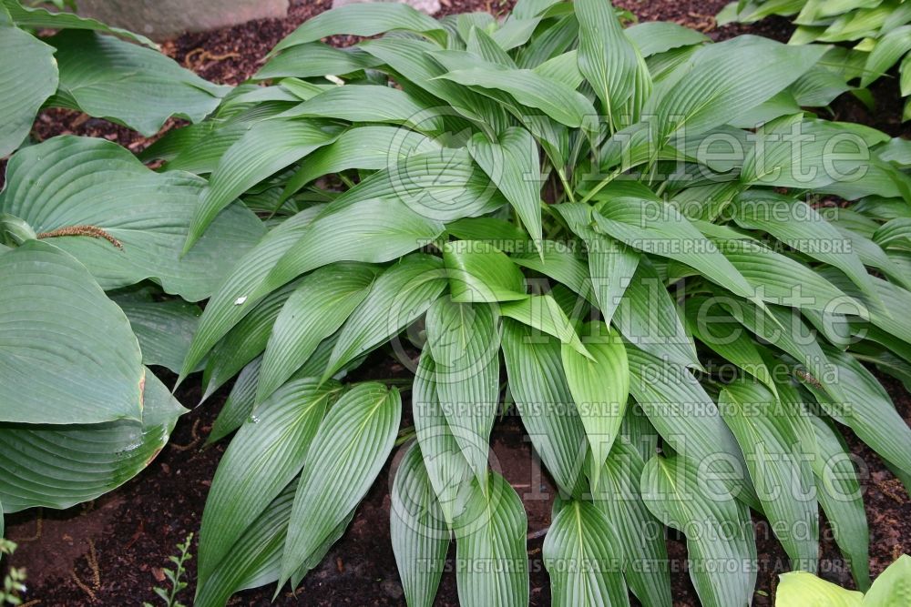 Hosta kikutii (Hosta funkia august lily)  1