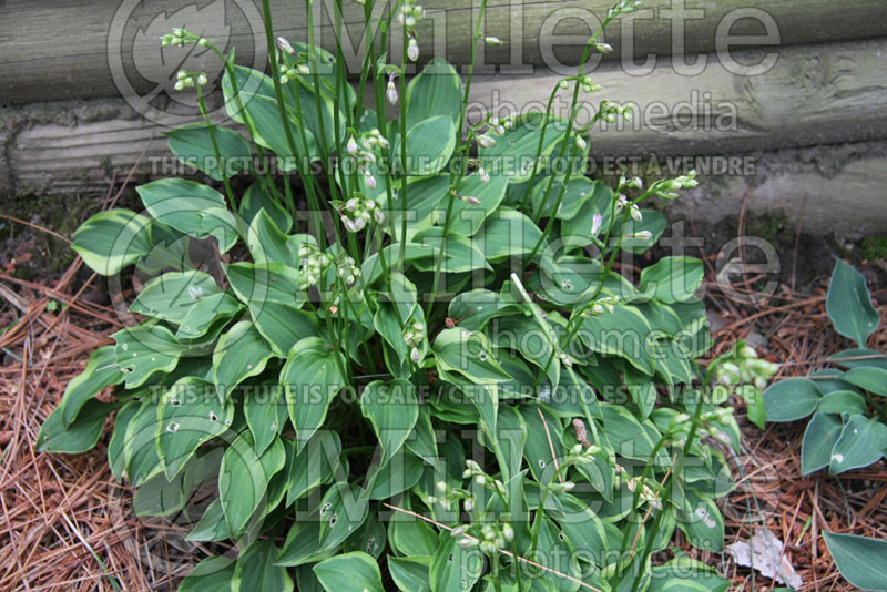 Hosta Kinbotan (Hosta funkia august lily) 1 