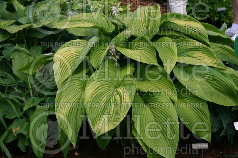 Hosta King James (Hosta funkia august lily)  1