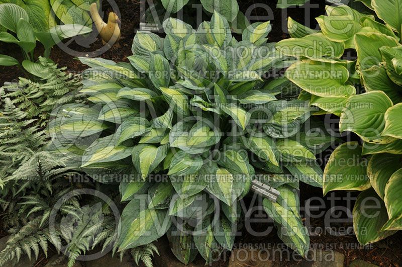 Hosta Kiwi Full Monty (Hosta funkia august lily)  2