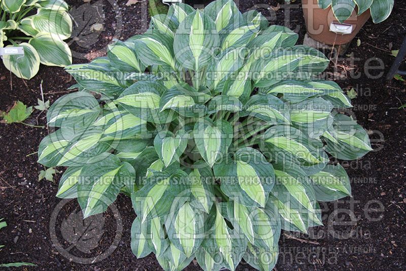 Hosta Kiwi Full Monty (Hosta funkia august lily)  1