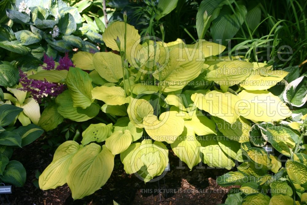 Hosta Kiwi Gold Rush (Hosta funkia august lily)  1