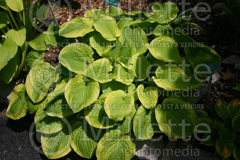 Hosta Kiwi Sunlover (Hosta funkia august lily) 1