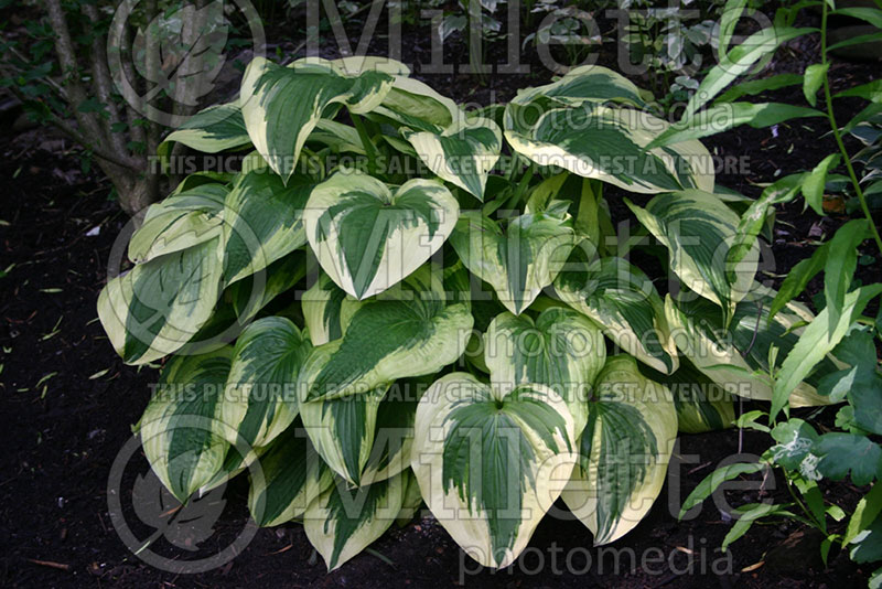 Hosta Kiwi Treasure Trove (Hosta funkia august lily) 1