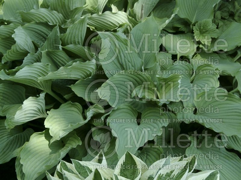 Hosta Komodo Dragon (Hosta funkia august lily) 2 