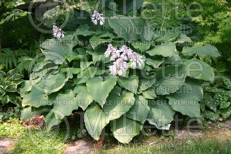 Hosta Komodo Dragon (Hosta funkia august lily) 1 