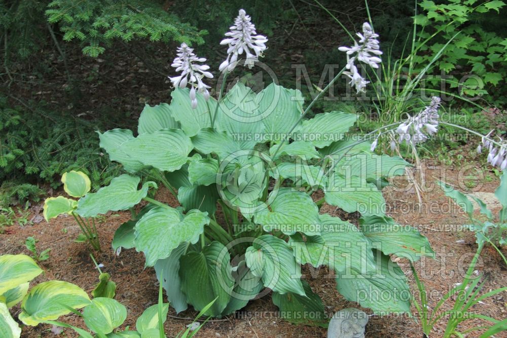 Hosta Komodo Dragon (Hosta funkia august lily) 4 