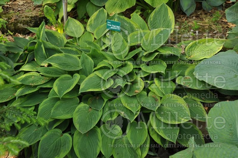 Hosta Krossa Broad Band (Hosta funkia august lily) 1 