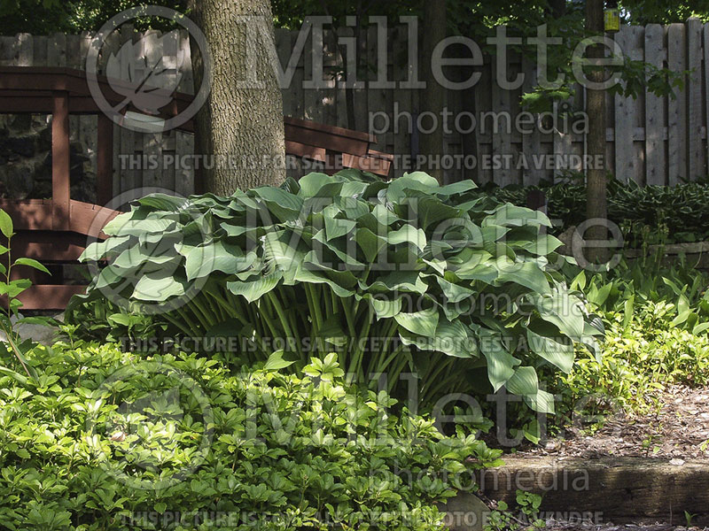 Hosta Krossa Regal (Hosta funkia august lily) 2