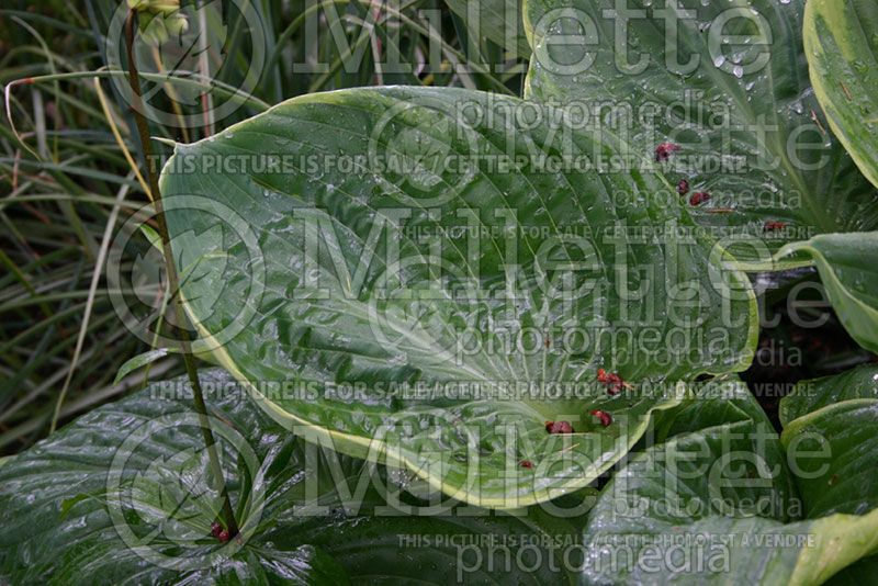 Hosta Lady Isobel Barnett (Hosta funkia august lily)  1