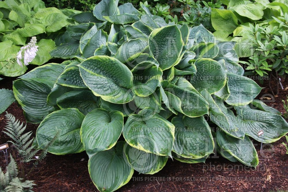 Hosta Lady Isobel Barnett (Hosta funkia august lily)  2