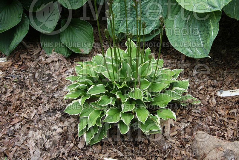 Hosta Lakeside Baby Face  (Hosta funkia august lily) 