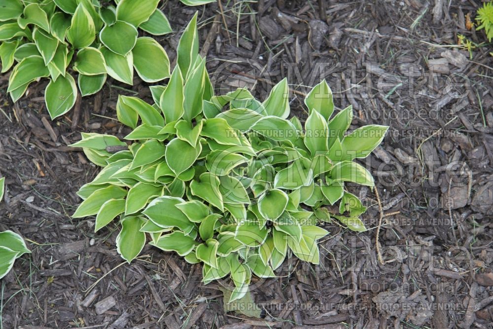 Hosta Lakeside Baby Face (Hosta funkia august lily) 2 