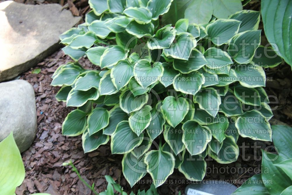 Hosta Lakeside Baby Face (Hosta funkia august lily) 3 