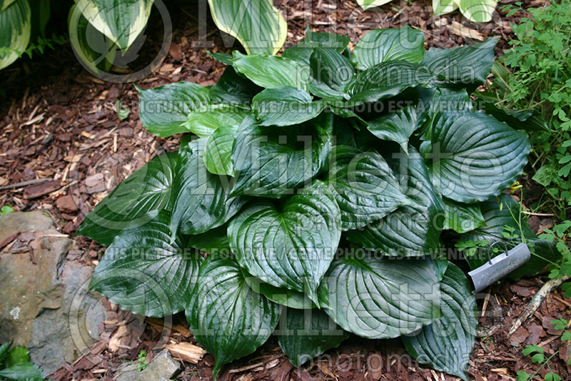 Hosta Lakeside Black Satin (Hosta funkia august lily) 1 