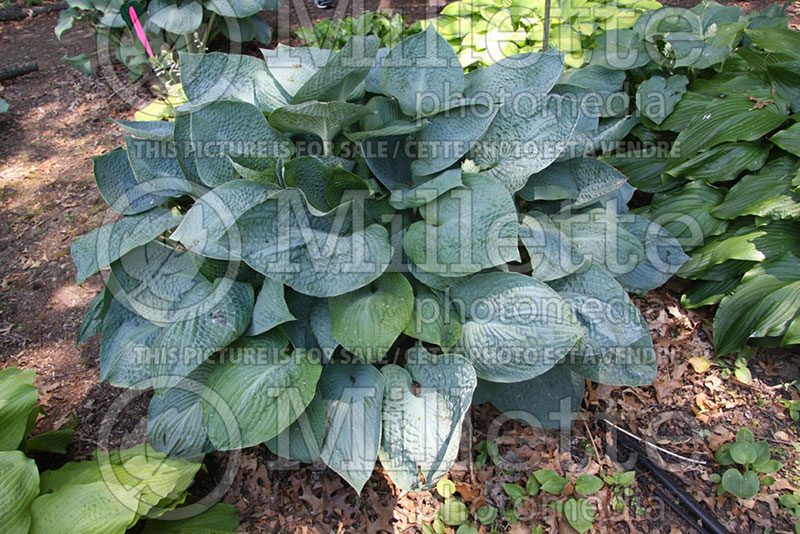 Hosta Lakeside Blue Jeans (Hosta funkia august lily) 1 