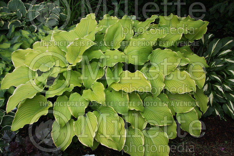 Hosta Lakeside Cha Cha (Hosta funkia august lily) 1