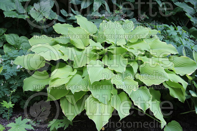 Hosta Lakeside Cha Cha (Hosta funkia august lily) 2