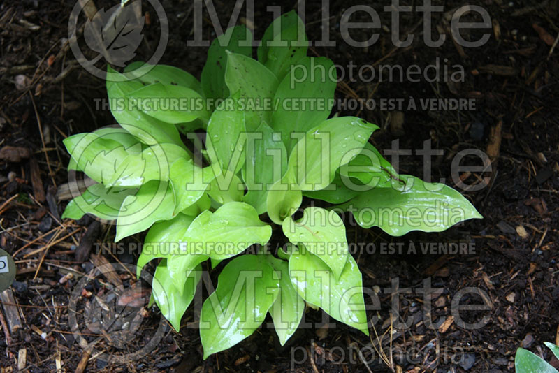 Hosta Lakeside Coconut Custard (Hosta funkia august lily) 1