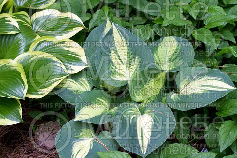 Hosta Lakeside Cupcake (Hosta funkia august lily) 2 