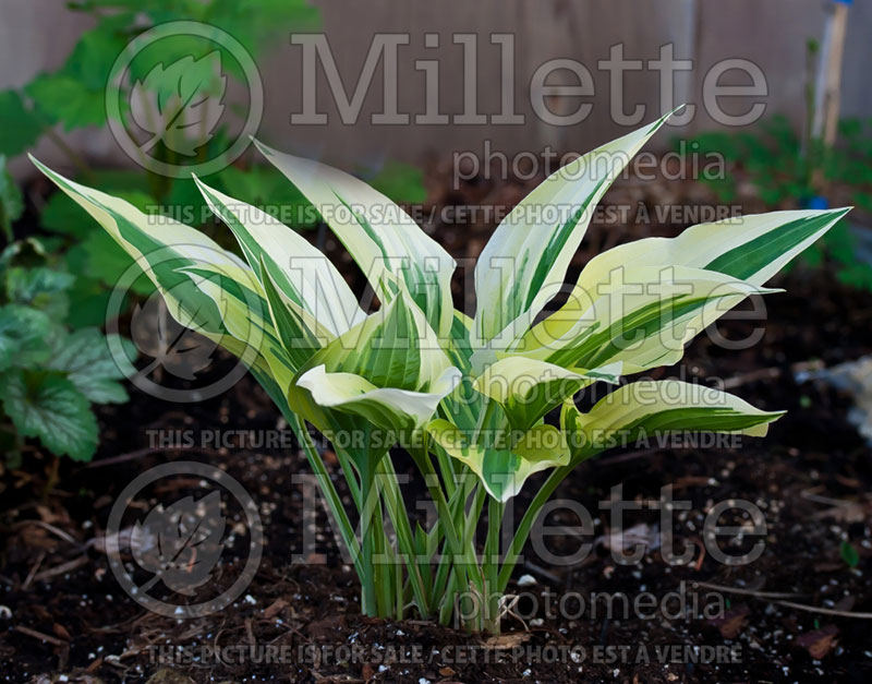 Hosta Lakeside Dragonfly (Hosta funkia august lily) 1