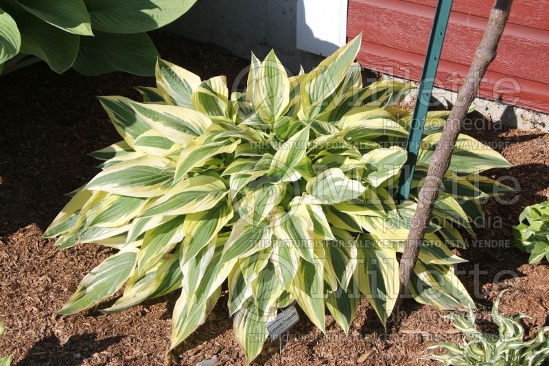 Hosta Lakeside Dragonfly (Hosta funkia august lily) 2