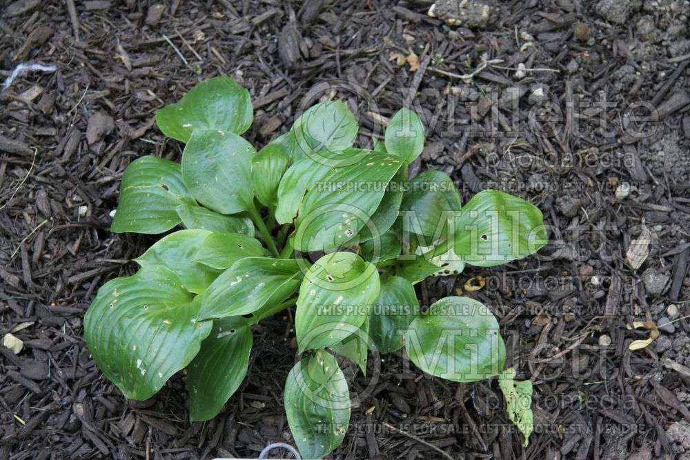 Hosta Lakeside Iron Man (Hosta funkia august lily) 1 