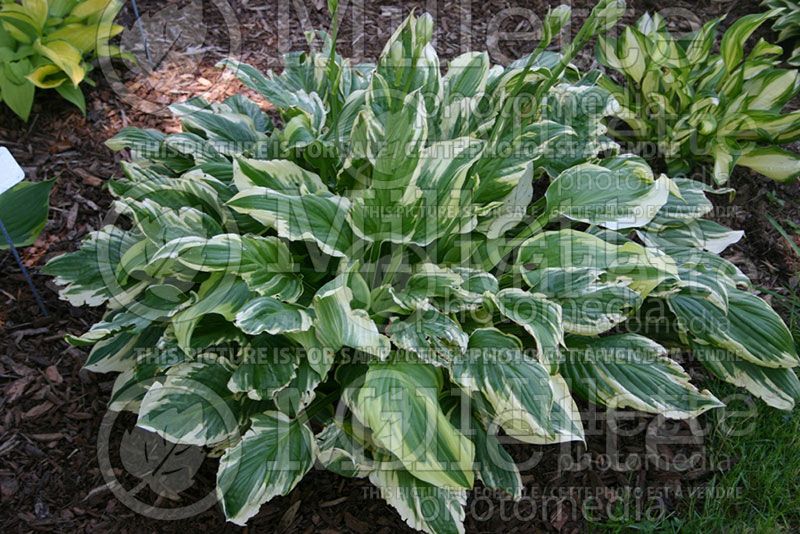 Hosta Lakeside Kaleidoscope (Hosta funkia august lily) 4