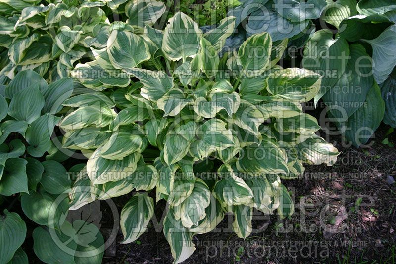 Hosta Lakeside Kaleidoscope (Hosta funkia august lily)  1