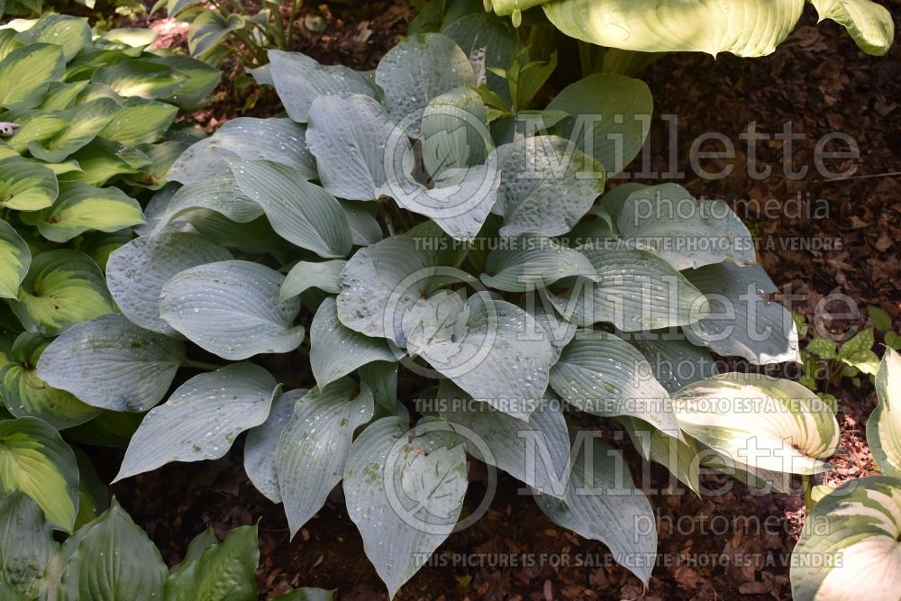 Hosta Lakeside Lagoon (Hosta funkia august lily) 1