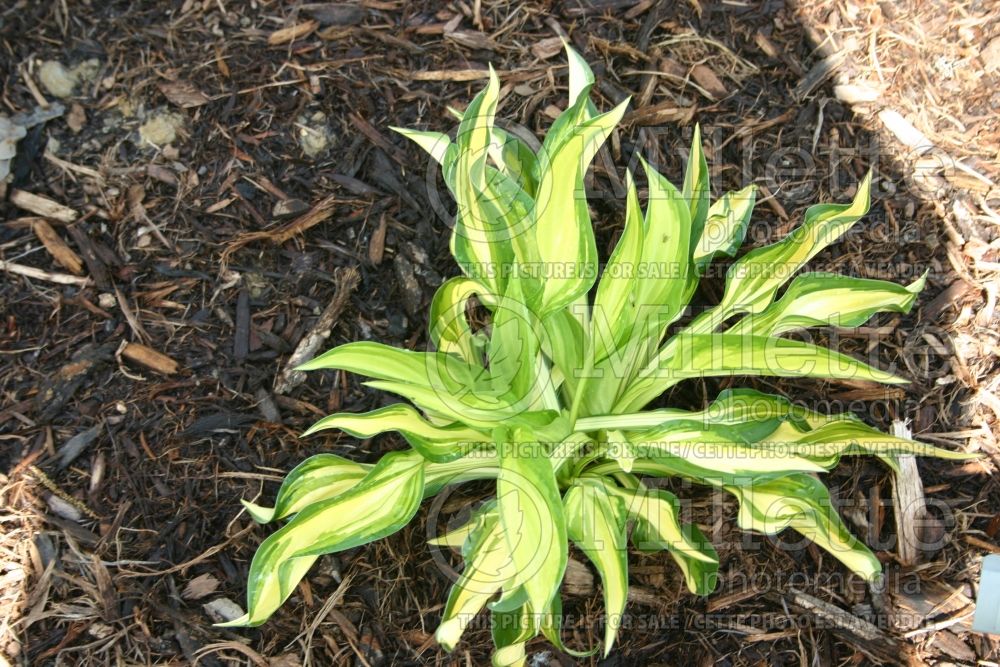 Hosta Lakeside Little Tuft (Hosta funkia august lily) 1 