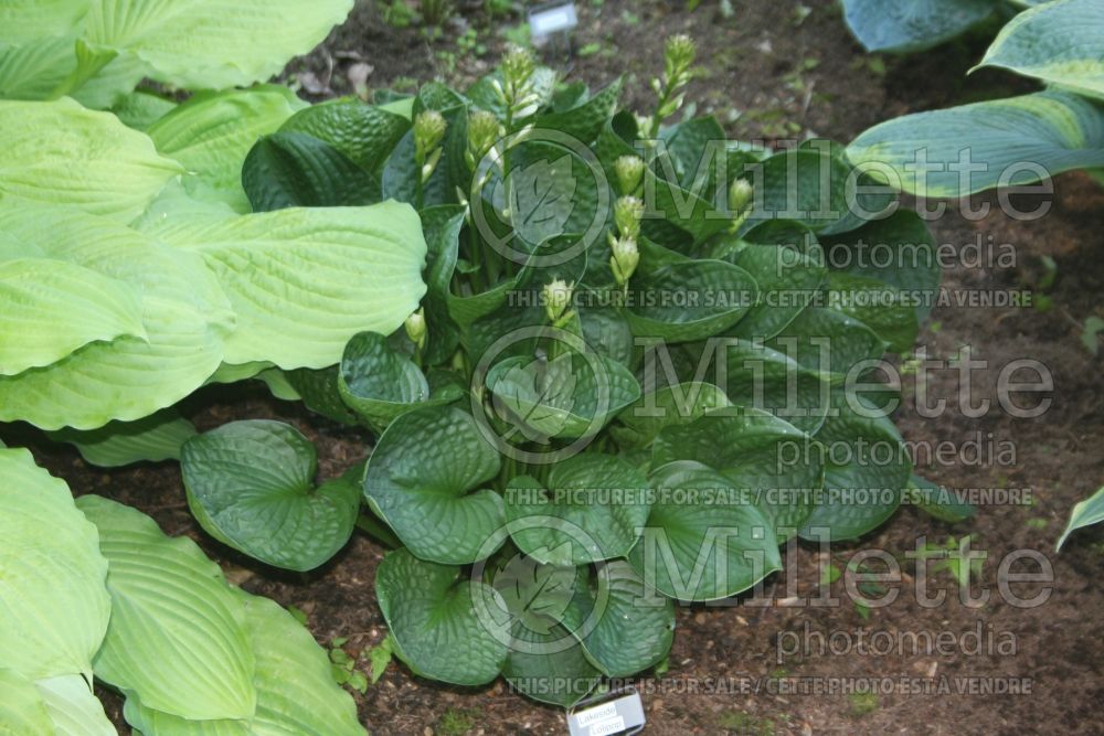 Hosta Lakeside Lollipop (Hosta funkia august lily) 1