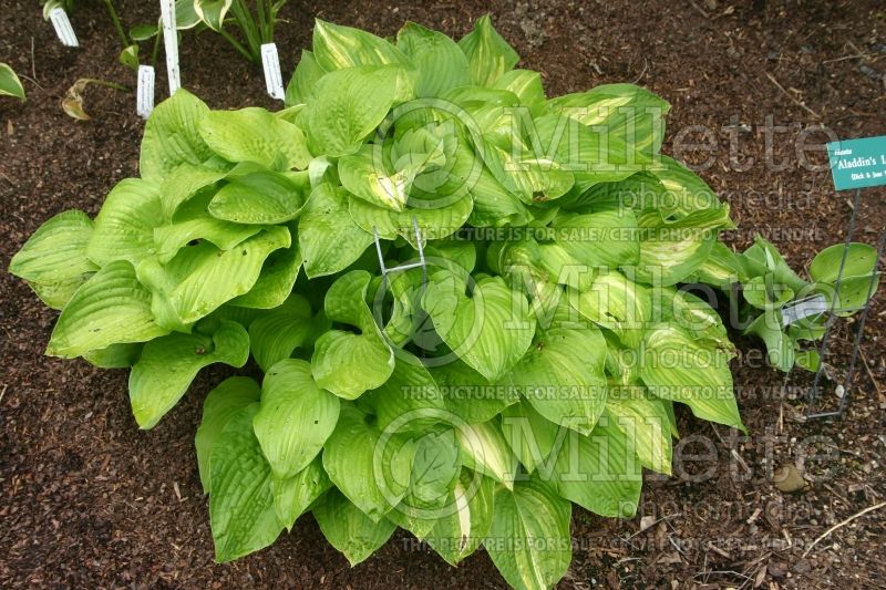 Hosta Lakeside Mom (Hosta funkia august lily) 1