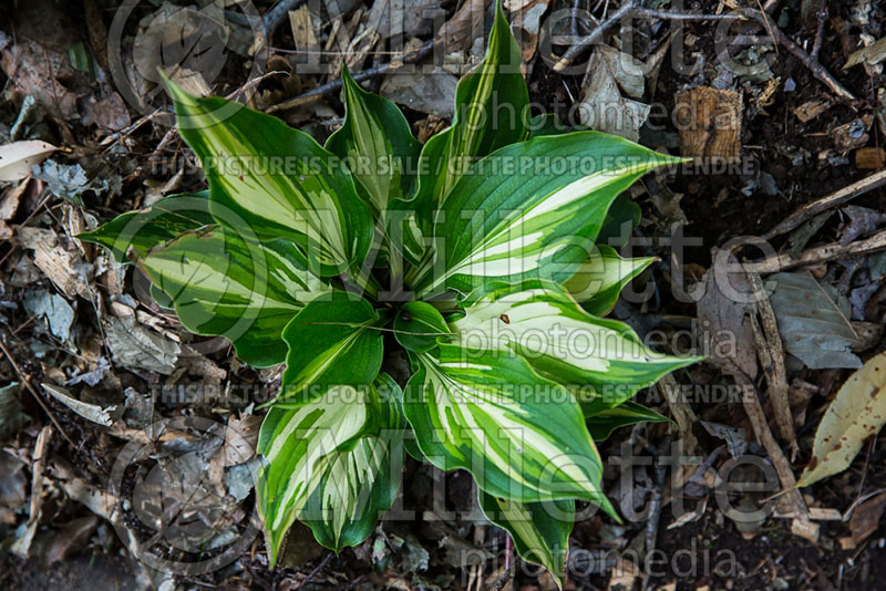 Hosta Lakeside Paisley Print  (Hosta funkia august lily) 1