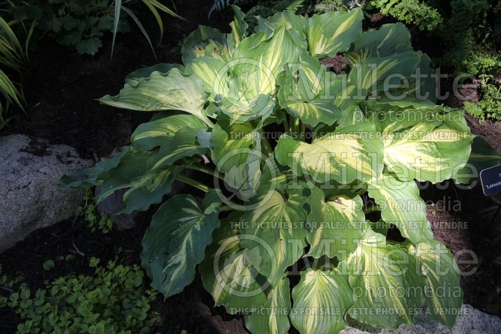 Hosta Lakeside Paisley Print (Hosta funkia august lily) 2