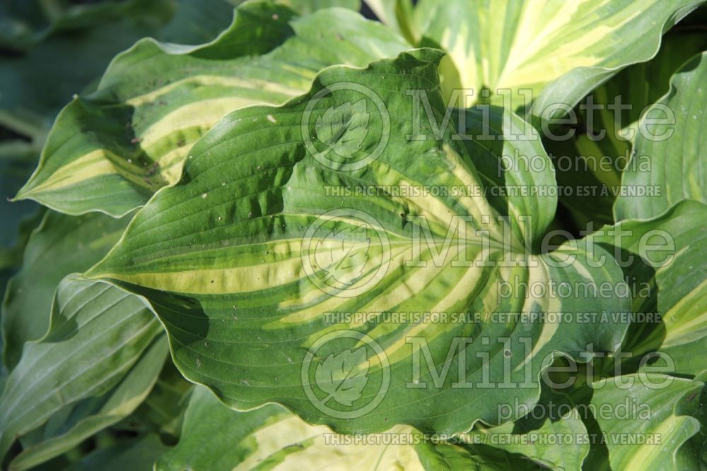 Hosta Lakeside Paisley Print (Hosta funkia august lily) 3