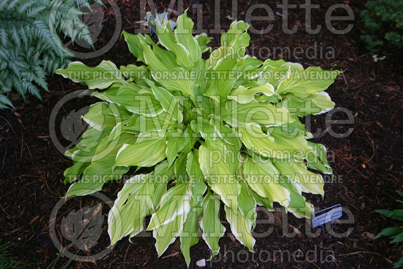 Hosta Lakeside Party Dress (Hosta funkia august lily) 1