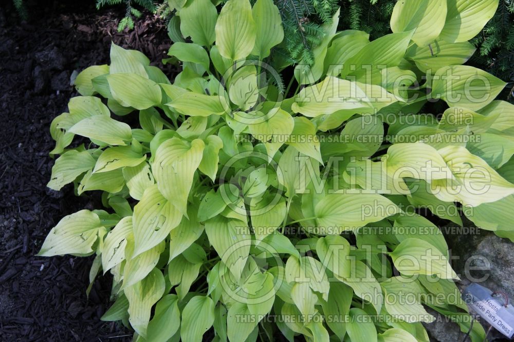 Hosta Lakeside Party Dress (Hosta funkia august lily) 2