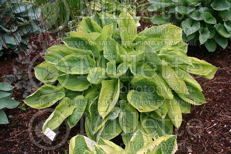 Hosta Laura and Darrell (Hosta funkia august lily) 1