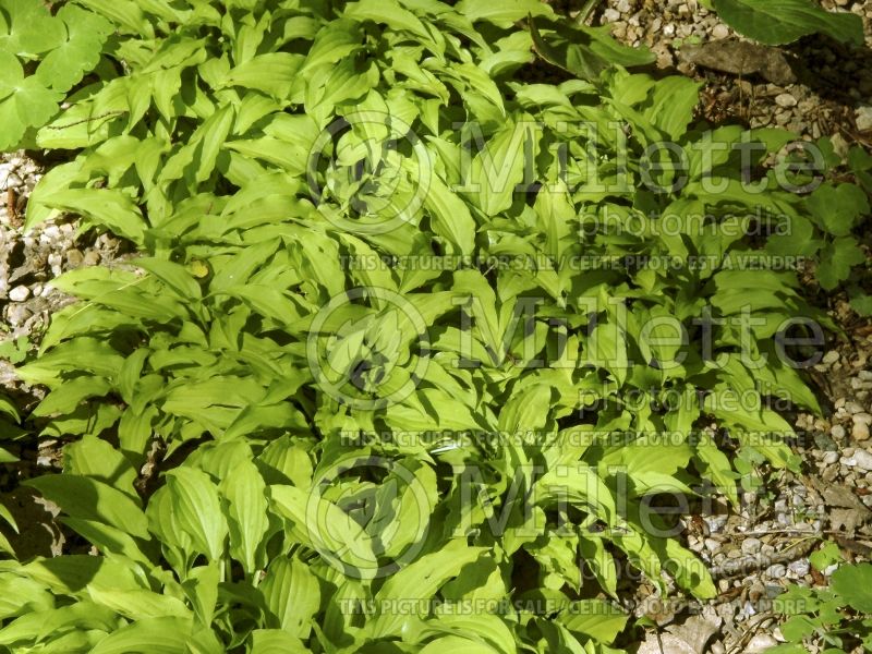 Hosta Lemon Lime (Hosta funkia august lily) 2