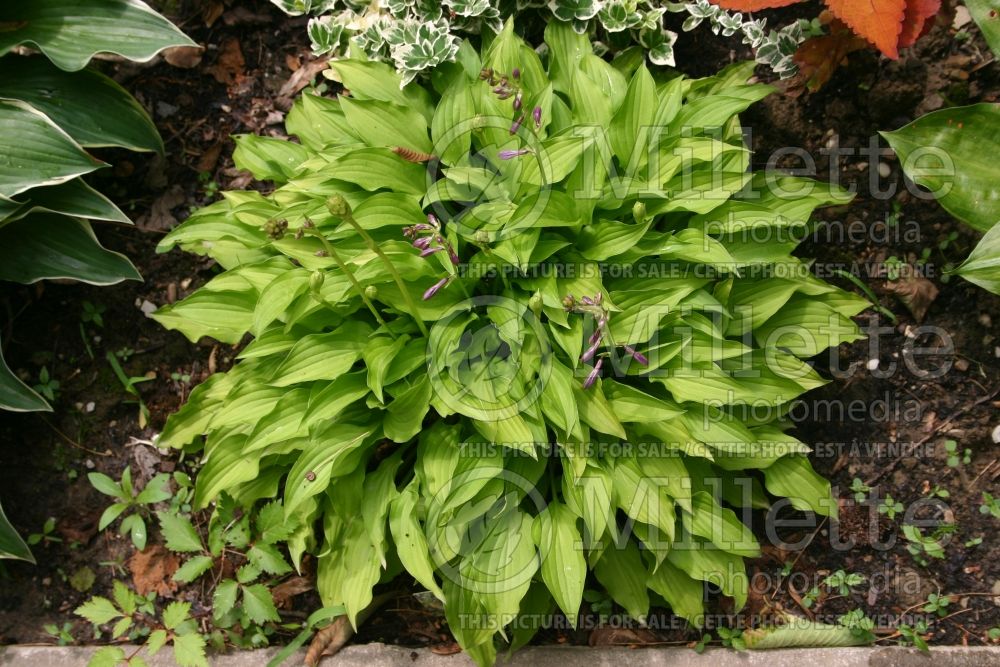 Hosta Lemon Lime (Hosta funkia august lily) 1