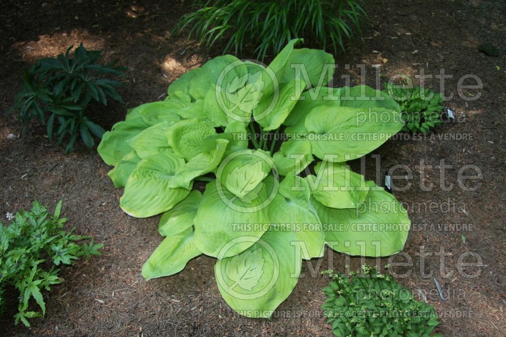 Hosta Lemon Meringue (Hosta funkia august lily) 1