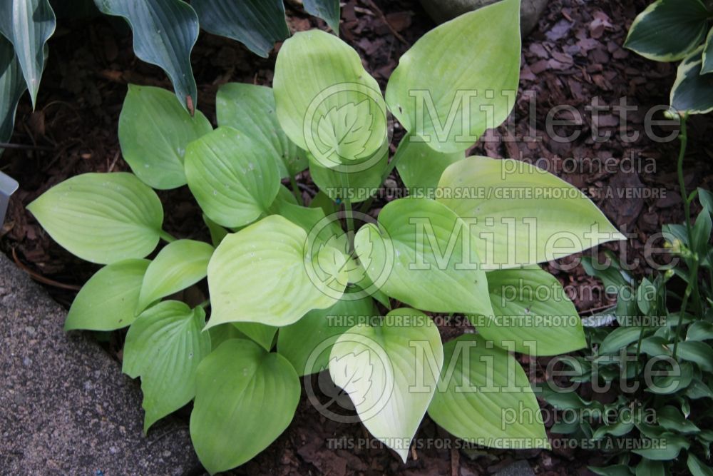 Hosta Lemontini (Hosta funkia august lily)  1