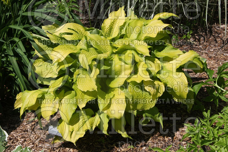 Hosta Lemon Twist (Hosta funkia august lily)  1