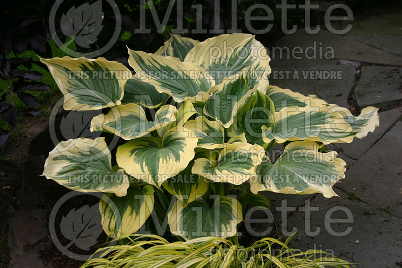 Hosta Liberty (Hosta funkia august lily) 6 