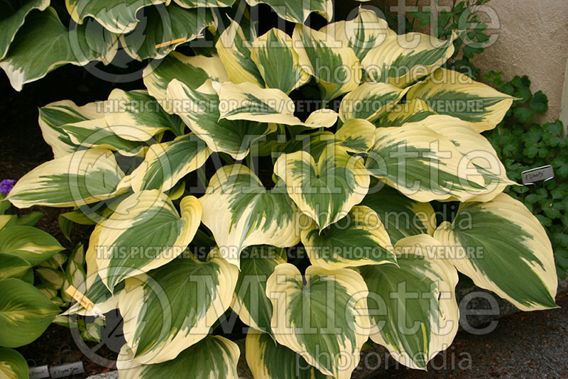 Hosta Liberty (Hosta funkia august lily) 3 