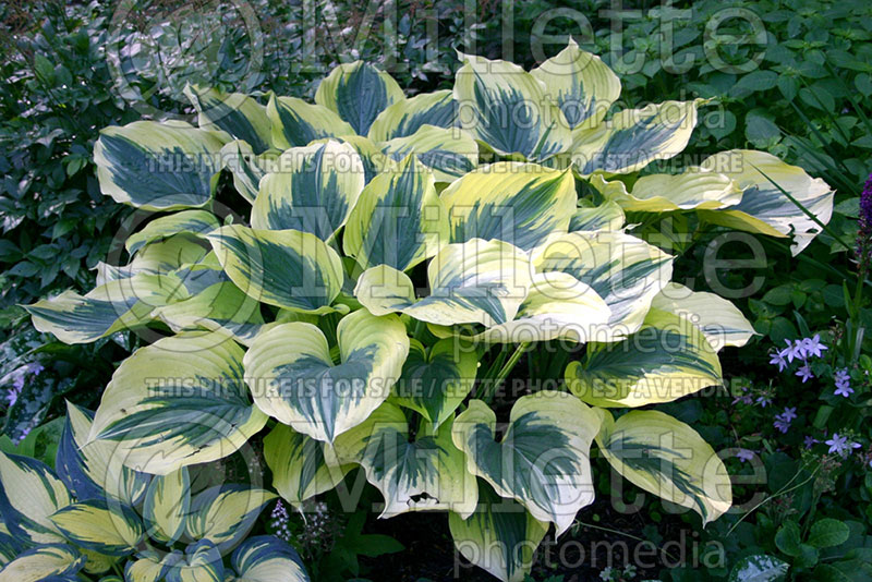 Hosta Liberty (Hosta funkia august lily) 4  