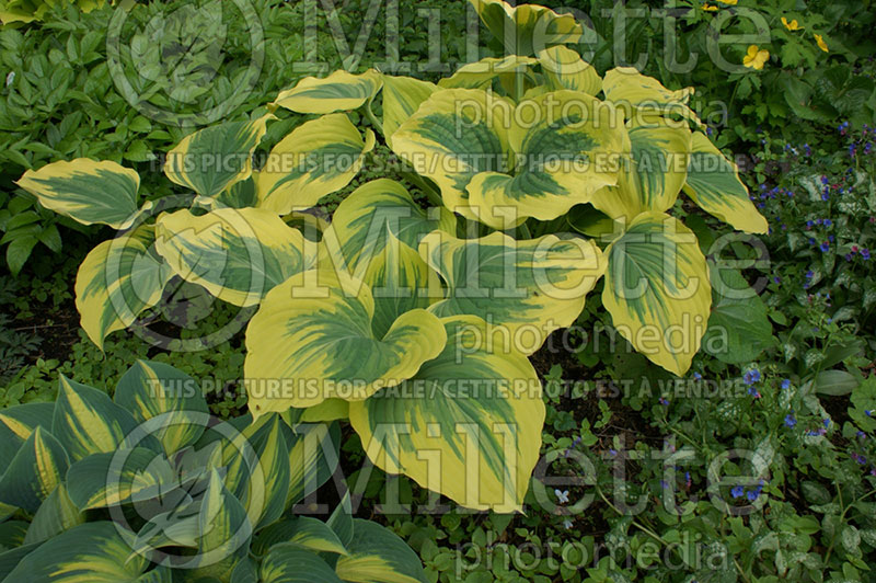 Hosta Liberty (Hosta funkia august lily) 5 