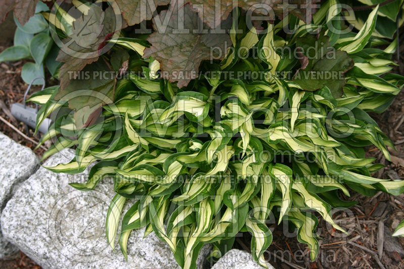 Hosta Little Caesar (Hosta funkia august lily) 1   